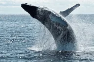 New York City Whale Watching Tour thumbnail 1