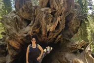 Kings Canyon National Park Day Tour thumbnail 3