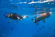 Waikiki Snorkel and Wildlife Cruise thumbnail 5