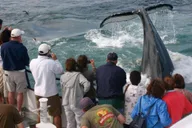 Plymouth Whale Watching Cruise thumbnail 6