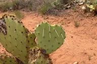 Montezuma Castle and Tuzigoot Private Tour thumbnail 5