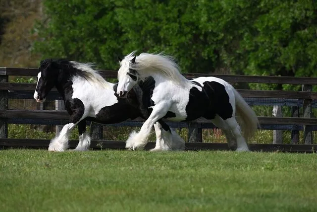 Ocala Gypsy Gold Horse Farm Walking Tour - Image 6