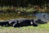 Everglades National Park Private Tour thumbnail 3