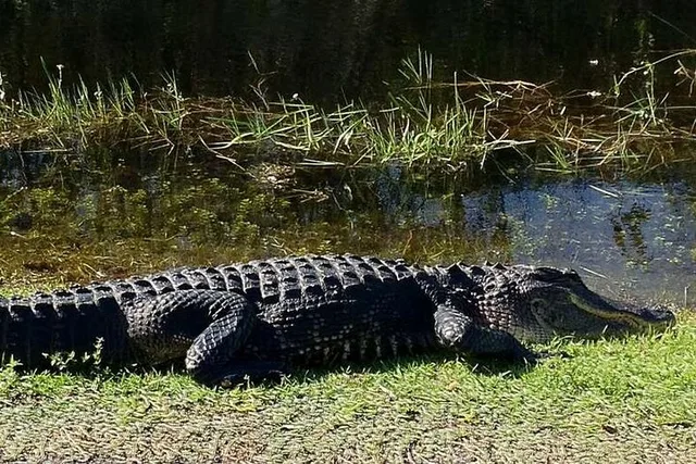 Everglades National Park Private Tour - Image 3