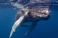 Kauai Scuba Diving Charter for Certified Divers thumbnail 2