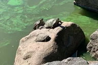 New York Central Park and Upper East Side Walking Tour thumbnail 6
