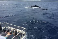 Oahu Shark Dive North Shore 90 Min thumbnail 5