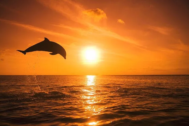 Anna Maria Island Dolphin Watching Boat Tour - Image 1