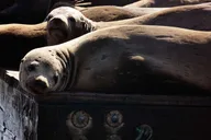 San Francisco Bay Adventure Cruise thumbnail 3