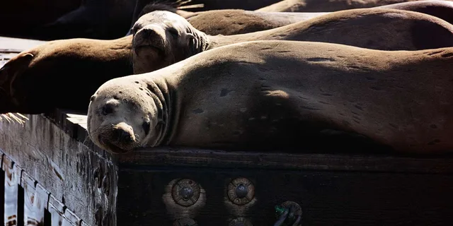 San Francisco Bay Adventure Cruise - Image 3