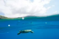 Kona Dolphin Watching and Snorkel Tour 2 hr thumbnail 6