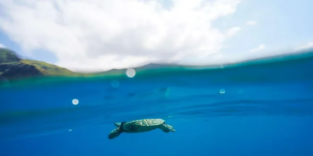 Kona Dolphin Watching and Snorkel Tour 2 hr - Image 6