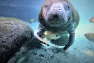 Crystal River Manatee Swim Tour thumbnail 3