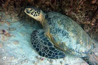 Oahu Shallow Reef Dive thumbnail 3
