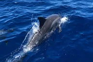 Kona Private Charter Snorkeling Tour 5 hr thumbnail 5