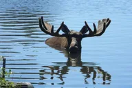 Anchorage Turnagain Arm and Portage Valley Tour thumbnail 6