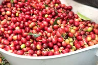 Kona Coffee Tasting at Rooster Farms thumbnail 6