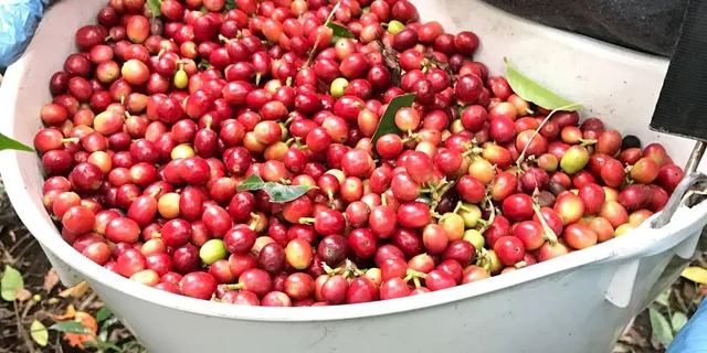 Kona Coffee Tasting at Rooster Farms - Image 6