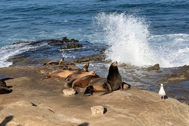 La Jolla Walking Tour - Image 6