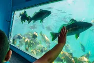 Redondo Beach Glass Bottom Boat Ride thumbnail 4