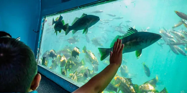 Redondo Beach Glass Bottom Boat Ride - Image 4