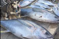 Port Aransas Offshore Fishing Charter thumbnail 4