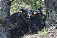Bozeman Private Lamar Wildlife Safari thumbnail 1