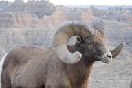 Badlands Private Tour with Local Experts 5 hr thumbnail 1