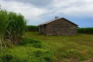 New Orleans Airboat and Destrehan Plantation Tour thumbnail 6