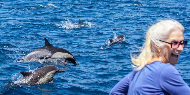 Dana Point Dolphin and Whale Watching with Underwater Viewing - Image 4