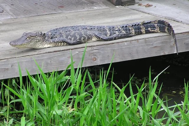 New Orleans Airboat and Plantations Tour with Gourmet Lunch - Image 5