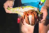 Sarasota Clear Kayak LED Night Tour thumbnail 5