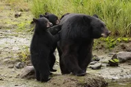 Ketchikan Wildlife Safari and Sightseeing Tour thumbnail 4