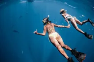 Oahu Shark Diving Experience thumbnail 1