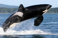 Friday Harbor Whale Watching Tour thumbnail 5