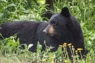 Anchorage Wildlife and Glacier Tour 6 hr thumbnail 4
