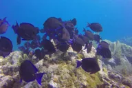 Key Largo Spiegel Grove Wreck Dive thumbnail 5