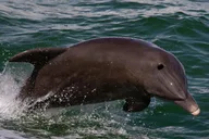Sarasota Private Charter thumbnail 1