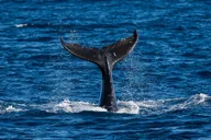 Waikīkī Whale Watching Exploration thumbnail 2