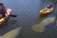 Fort Myers Beach SUP and Kayak Tour 1 Hour thumbnail 3