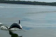 Orange Beach Dolphin-Watching Eco-Boat Tour 1.5 hr thumbnail 3