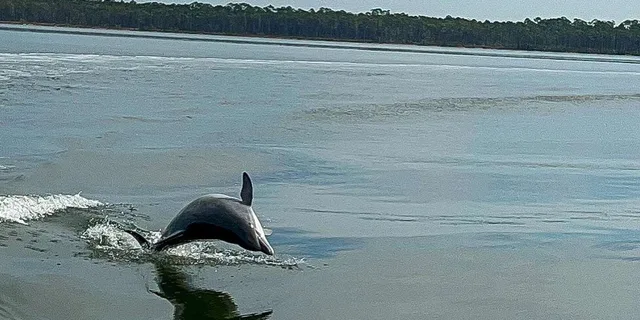 Orange Beach Dolphin-Watching Eco-Boat Tour 1.5 hr - Image 3