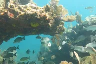 Key Largo Snorkeling and Scuba Reef Trip thumbnail 3