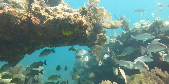 Key Largo Snorkeling and Scuba Reef Trip - Image 3