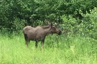 Anchorage City Tour and Portage Cruise thumbnail 6