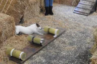 New York City Dog Hide & Seek in Barn 60 min thumbnail 5