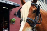 Charleston Historic Horse and Carriage Tour thumbnail 2