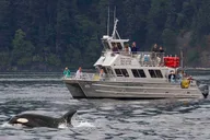 Orcas Island Whale Watching Tour thumbnail 2