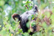 Jackson Hole Wildlife Safari thumbnail 6