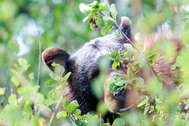 Jackson Hole Wildlife Safari - Image 6